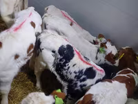 Bulle, Simmental cattle — Foto 3