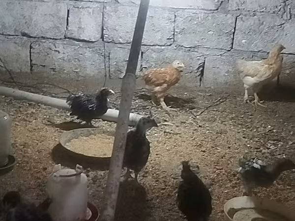 Australorp
