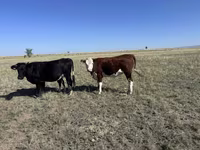 母牛, Kazakh White-headed cow — 照片 1