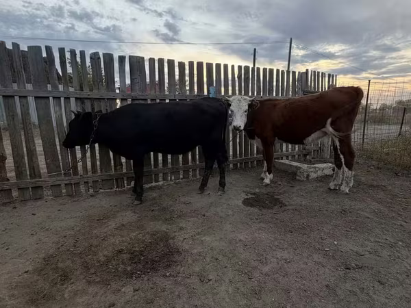 بقرة, Simmental cattle