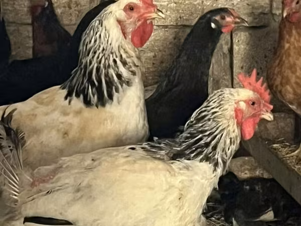 Chickens
