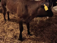 Kuh, Aberdeen-Angus — Foto 2