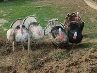 Turkeys — الصورة 4