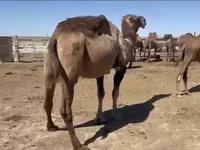 骆驼（批次，未指定性别）, Anafi camel — 照片 4