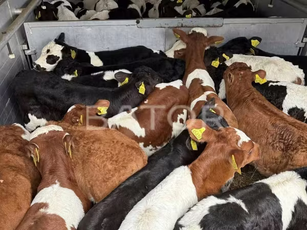 أبقار (دفعة، الجنس غير محدد), Simmental cattle