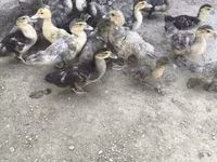 Ducks — foto 7