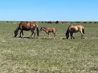 Stute, Horse breed — Foto 2