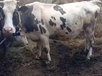 牛只（批次，未指定性别）, Russian Black pied cattle — 照片 2