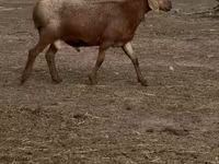 Schaf, Arashan sheep — Foto 3