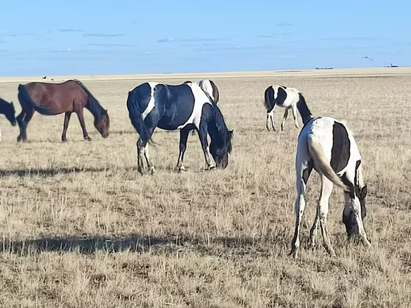 Yegua, Horse breed