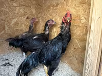 Chickens — Foto 3
