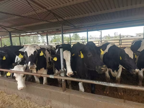 بقرة, Russian Black pied cattle