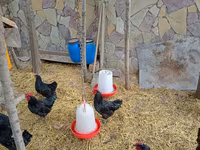 Chickens — foto 8