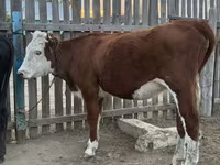 गाय, Simmental cattle — फ़ोटो 5