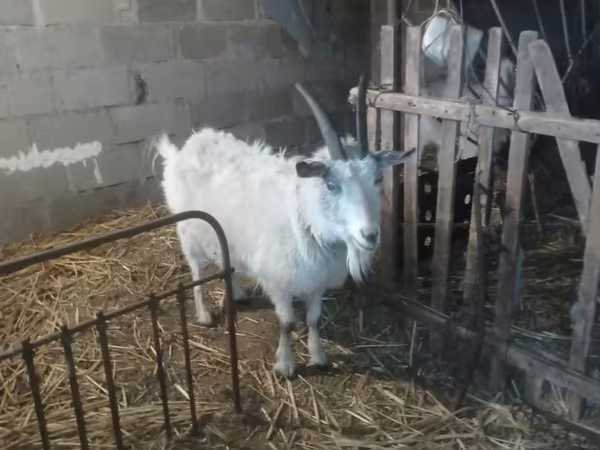 Ешкі, Saanen goat