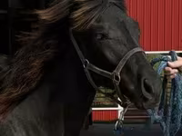 At, Rocky Mountain Horse — foto 8