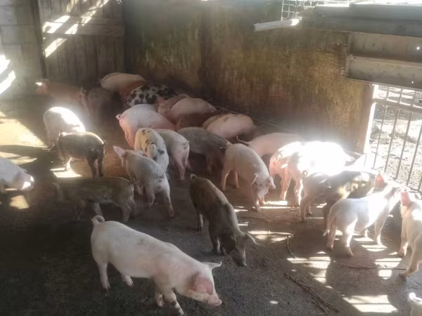 Eber, Schweine