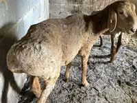母羊, Katum sheep — 照片 5