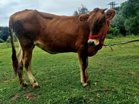 Vaca, Raza Alatau — foto 1