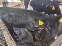Kuh, Russian Black pied cattle — Foto 2