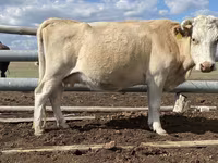 公牛, Simmental cattle — 照片 3