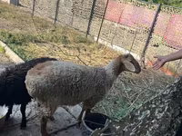 Ram, Hissar sheep — photo 5