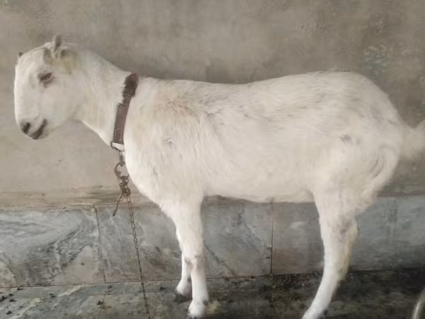 山羊（批次，未指定性别）, Barbari goats