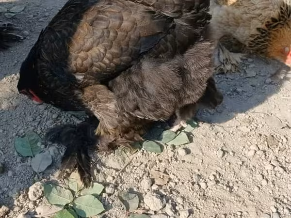 Brahma