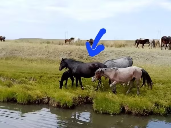 فرس, Kazakh horse