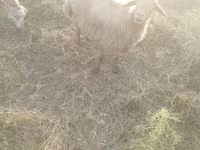 Oveja, Ovejas — foto 4