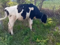 Kuh, Holstein-Rasse — Foto 2