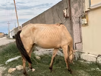 Stute, Azerbaijan horse — Foto 4