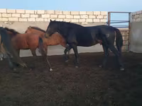 Aygʻir, Kushum Horse — 4-rasm