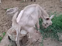 Goat, Saanen goat — photo 5
