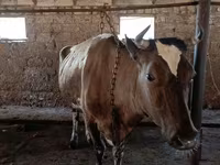 Kuh, Simmental cattle — Foto 3