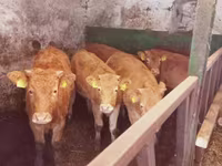 Kuh, Simmental cattle — Foto 1