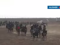 Caballos (lote, sexo no especificado), Caballos — foto 4