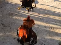 Chickens — Foto 1