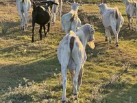 Billy Goat, Goats — photo 6