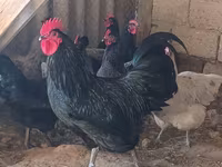 Australorp — foto 4