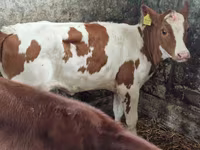 Vaca, Ganado vacuno — foto 2