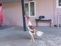 Chickens — foto 2