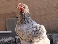 Australorp — Foto 1