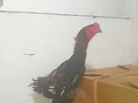 长门鸡 — 照片 3