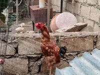 Chickens — الصورة 1