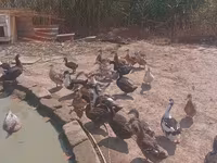 Ducks — फ़ोटो 1