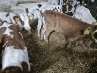 公牛, Simmental cattle — 照片 1