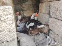 Ducks — Foto 6