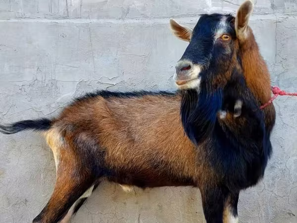 عنزة, Alpine goat