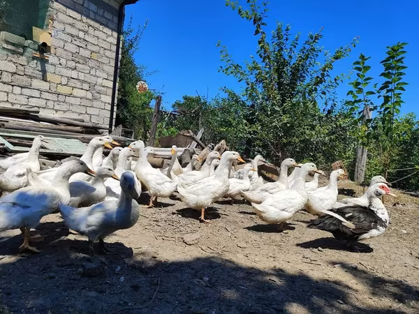 Ducks